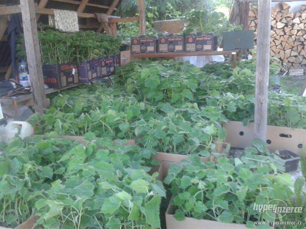 Paulownia-predaj - bazar - Hyperinzerce.cz