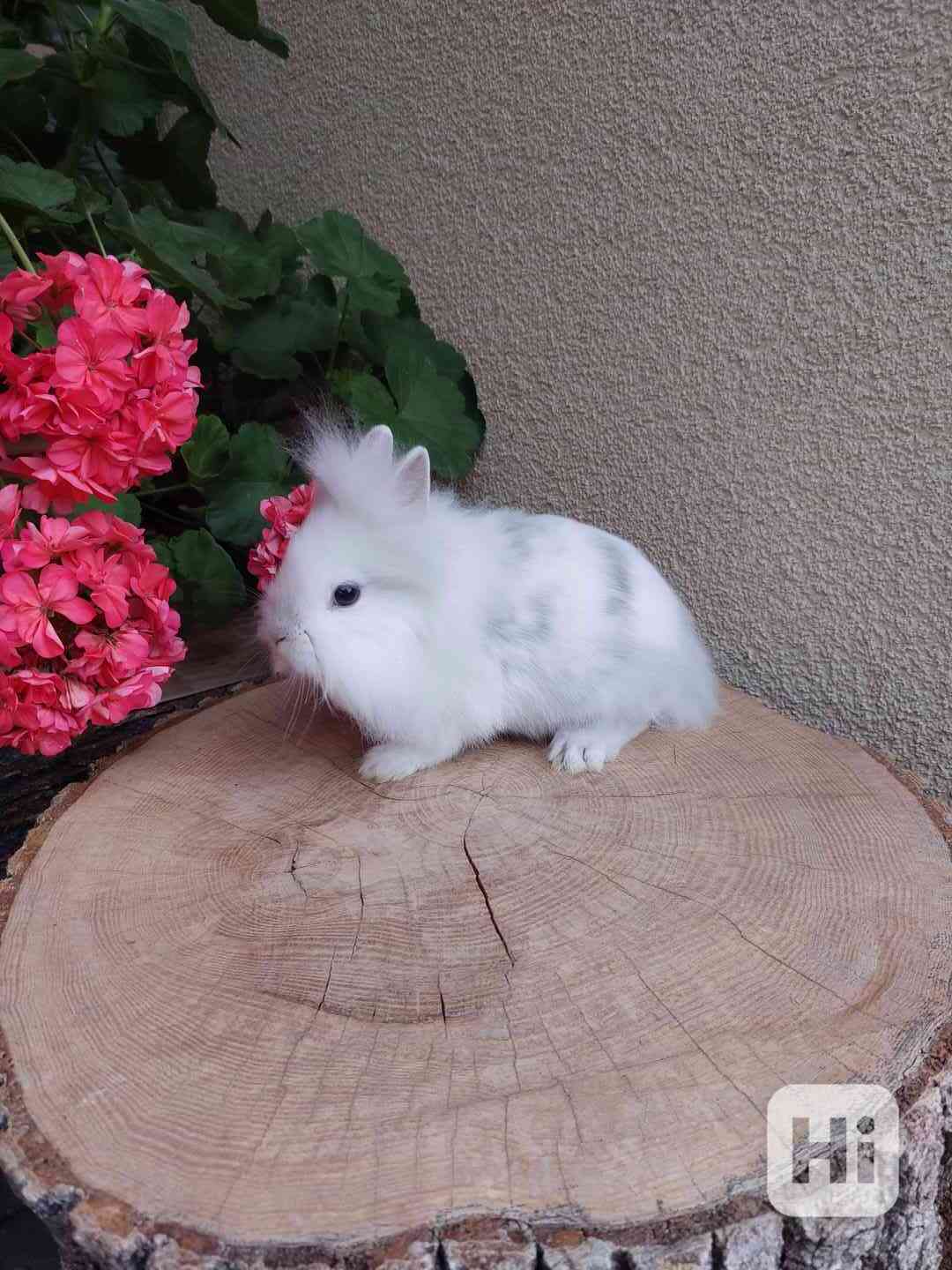 Zakrslý králík - sameček lvíček - foto 1