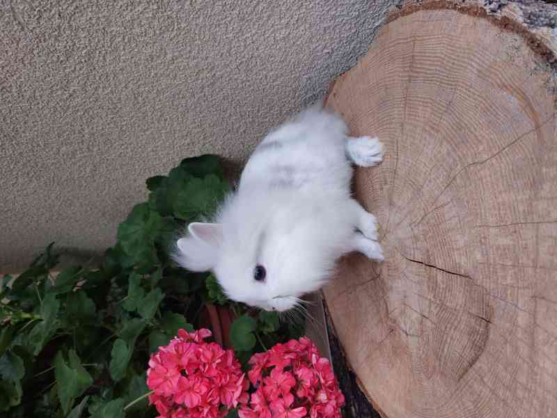Zakrslý králík - sameček lvíček - foto 2
