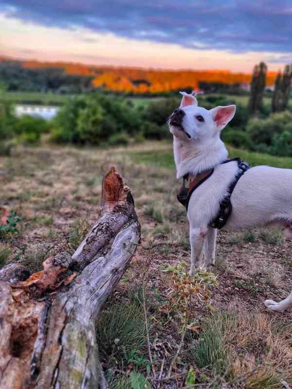 FREDÍK - AKČNÍ TORPÉDO - REZERVACE - foto 7