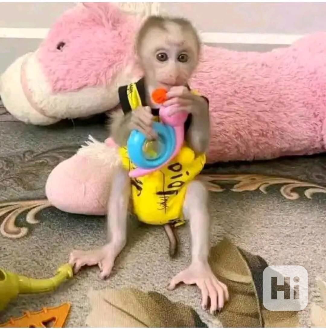  Zdravotně testovaný kapucín z domácího chovu - foto 1