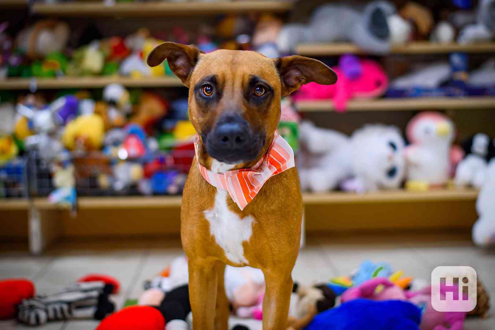 Pohádková Disney – společenská princezna - foto 1