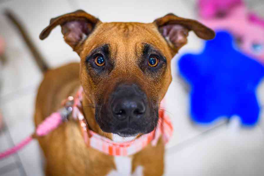 Pohádková Disney – společenská princezna - foto 2