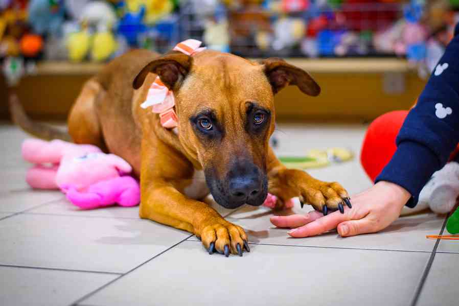 Pohádková Disney – společenská princezna - foto 4