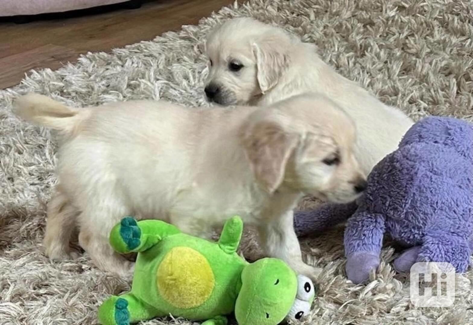 Pořiďte si domů letos na Vánoce štěňátka zlatého retrívra. - foto 1