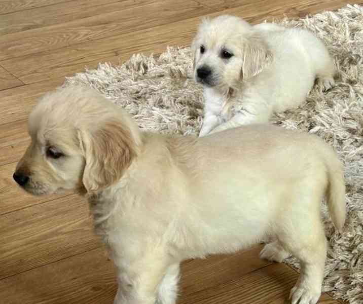 Pořiďte si domů letos na Vánoce štěňátka zlatého retrívra. - foto 2