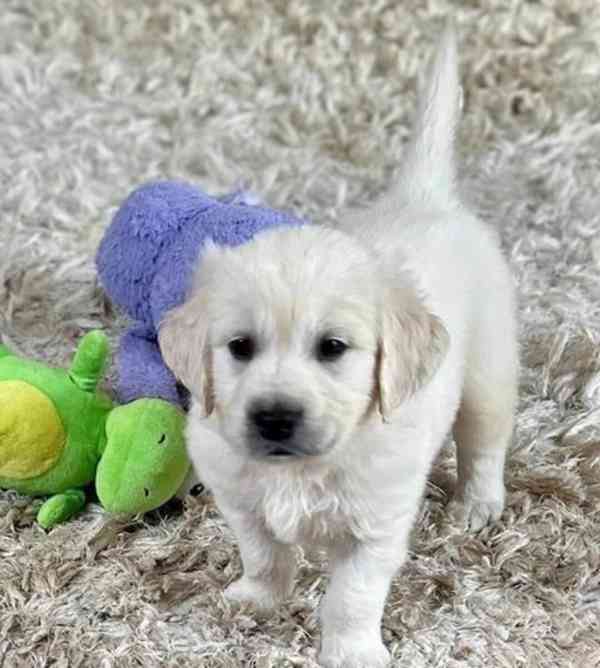 Pořiďte si domů letos na Vánoce štěňátka zlatého retrívra. - foto 3