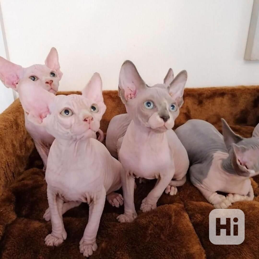 Rozkošná koťátka Sphynx na prodej - foto 1