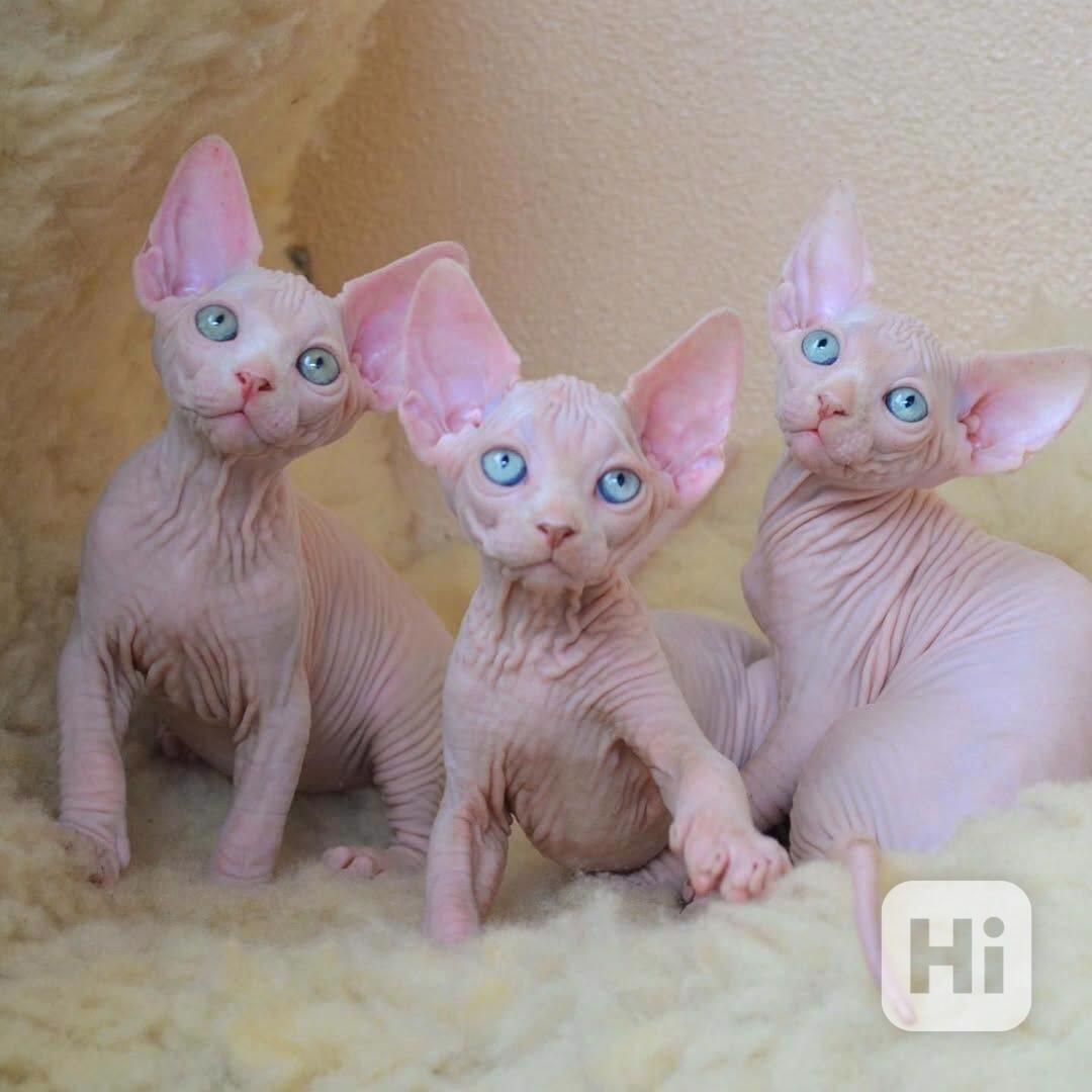 SPHYNX  S PP - foto 1