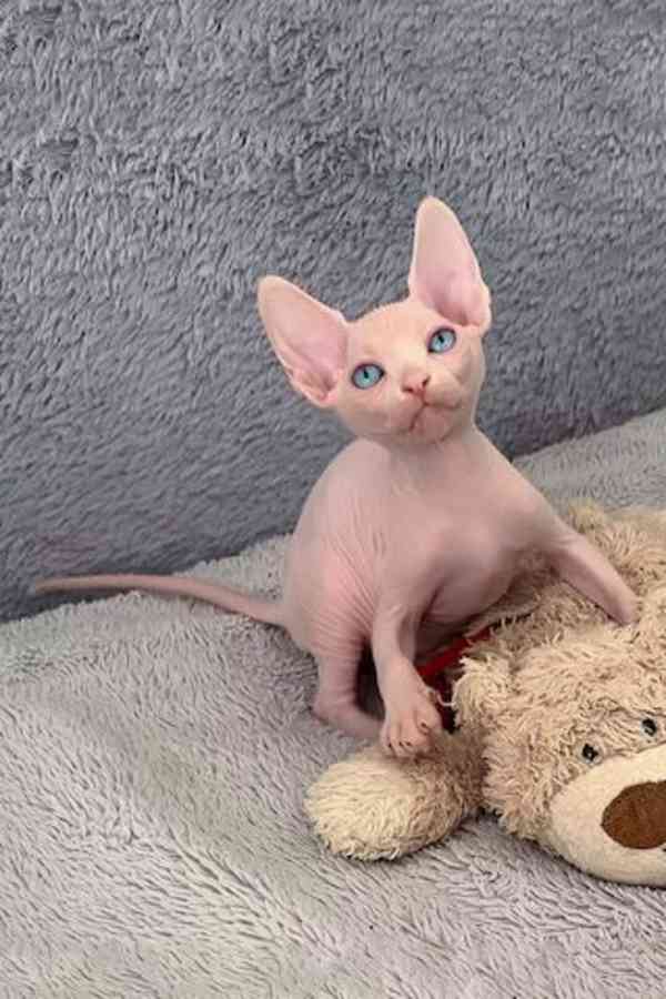 SPHYNX  S PP - foto 3