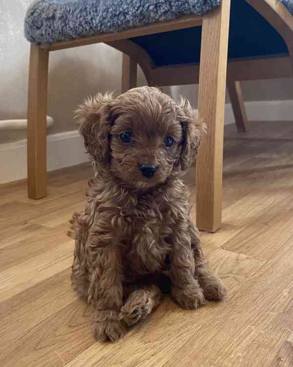 štěňata cavapoo - foto 4