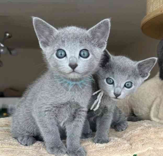 Dvě koťátka ruské modré plemene potřebují nový domov - foto 2