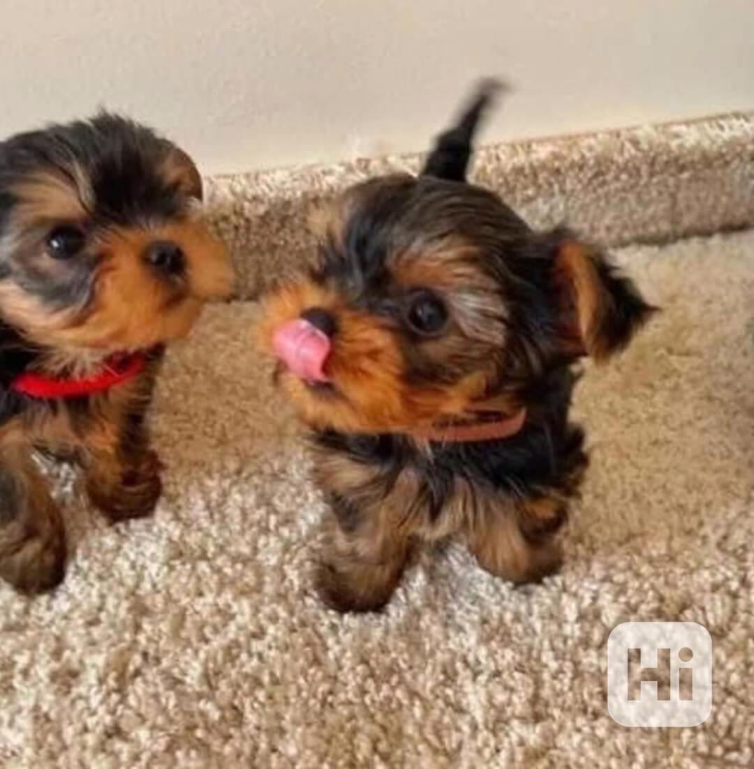 Nádherná štěňata jorkšírského teriéra - foto 1