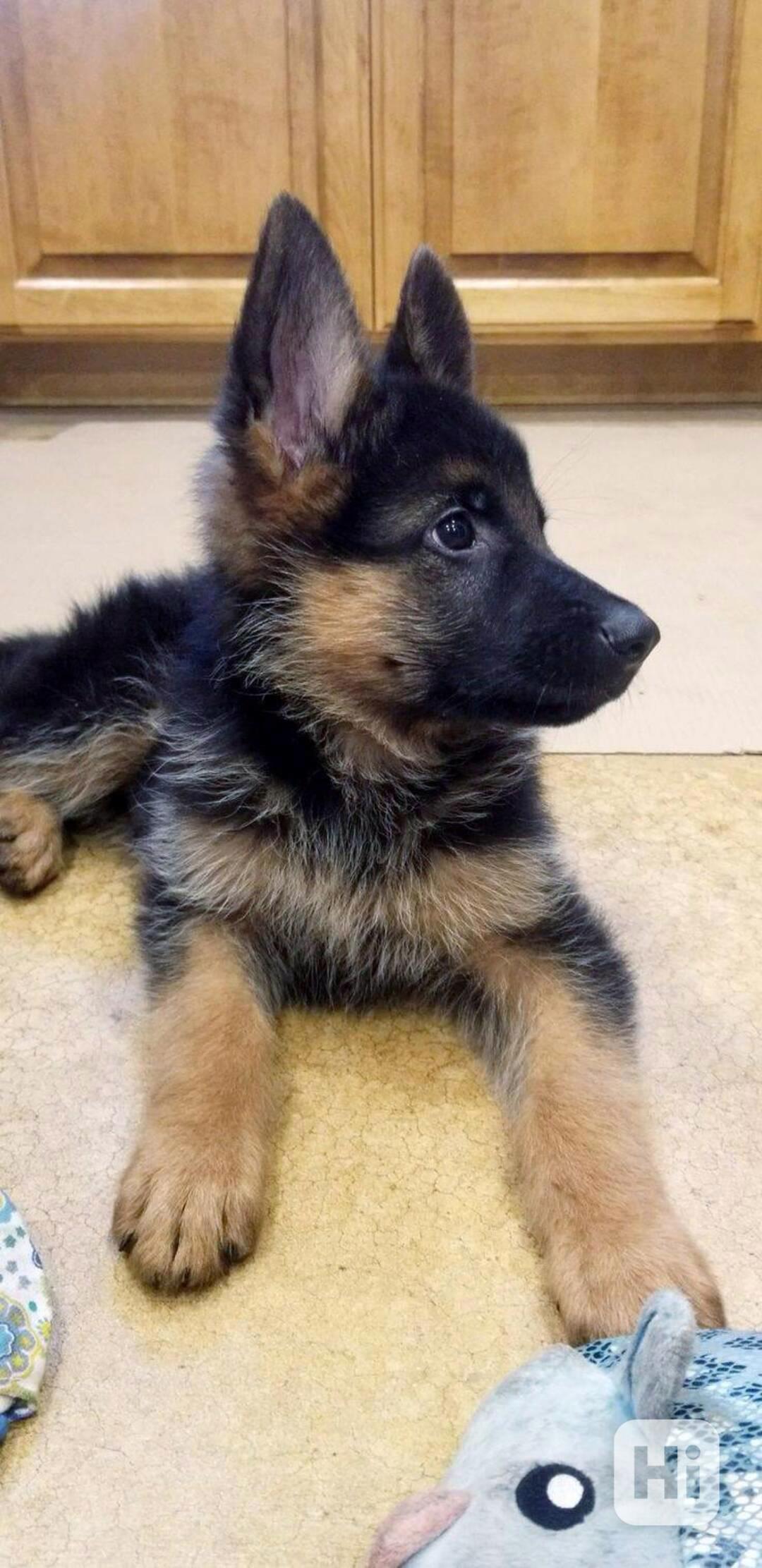 Úžasná štěňata německého ovčáka, samec a samice - foto 1