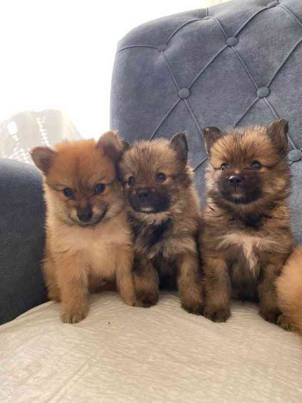 Krásný pomeranian - foto 2