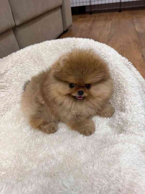 Krásný pomeranian - foto 4