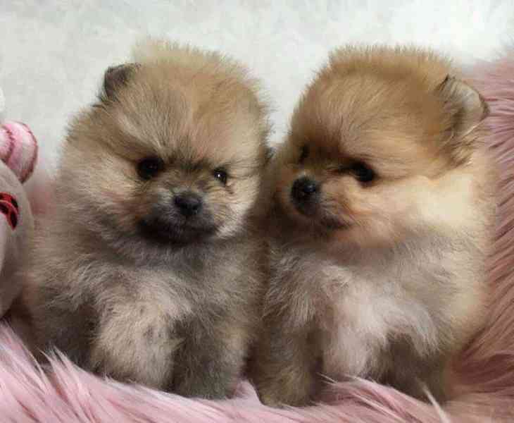 Krásný pomeranian - foto 3