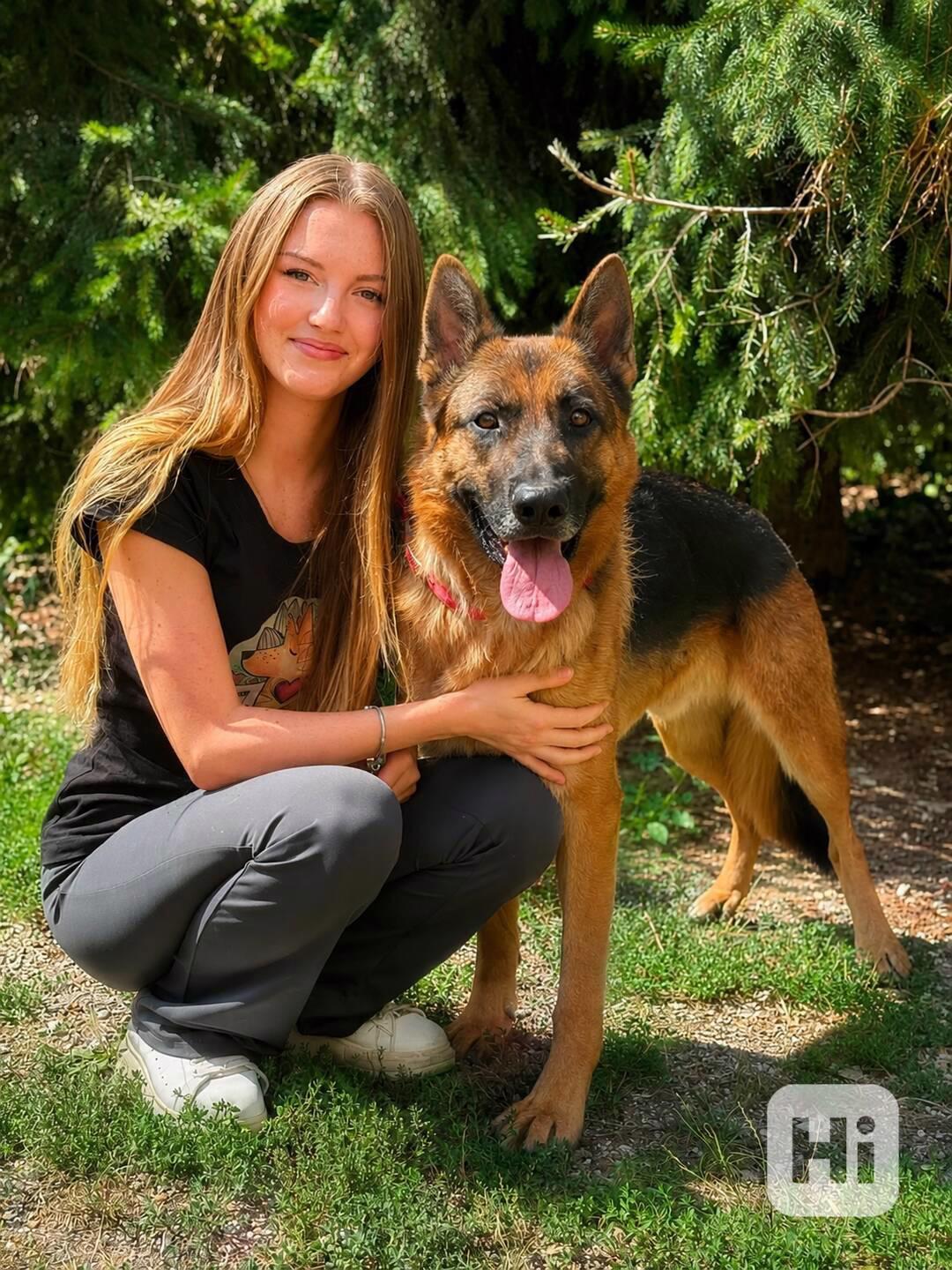 MAX - Ovčák - kastrovaný psík 7 let  - foto 1