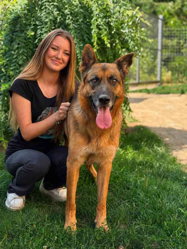 MAX - Ovčák - kastrovaný psík 7 let  - foto 7