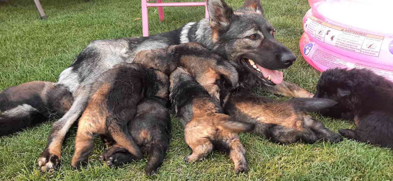 Poslední čistokrevné štěně německého ovčáka bez PP - foto 8