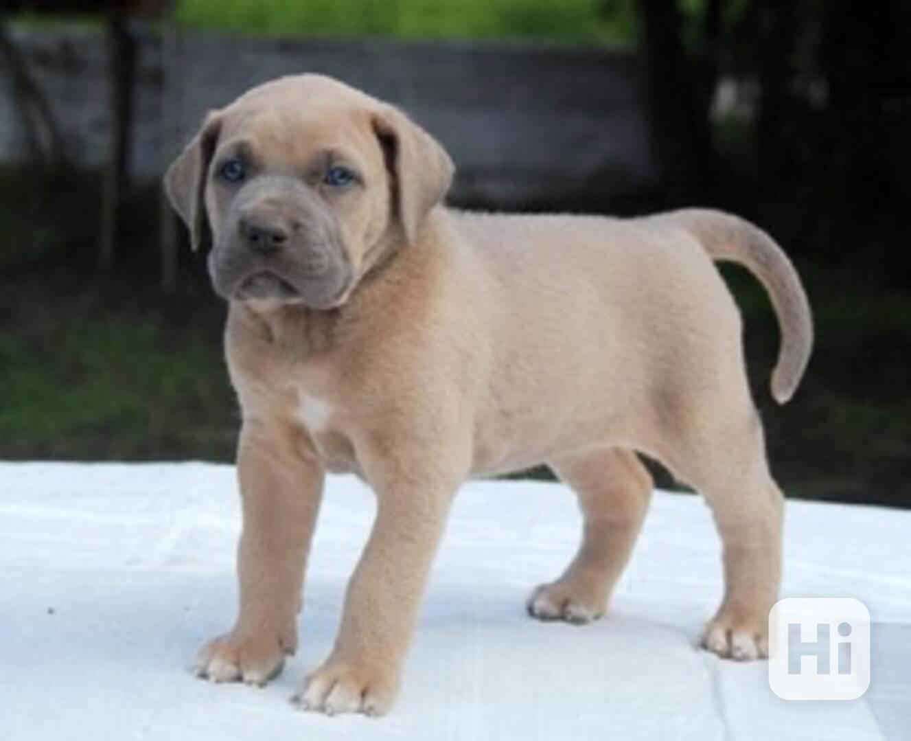 Štěňata Cane Corso k dispozici - foto 1