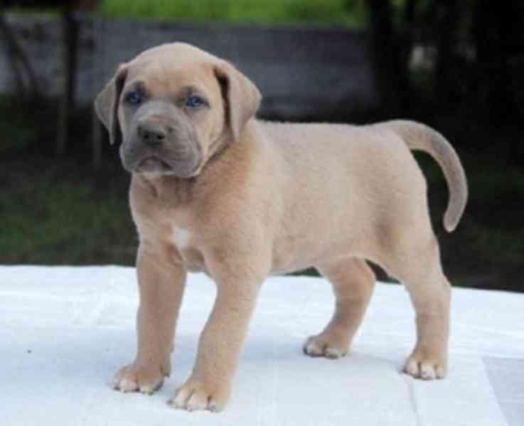 Štěňata Cane Corso k dispozici - foto 1