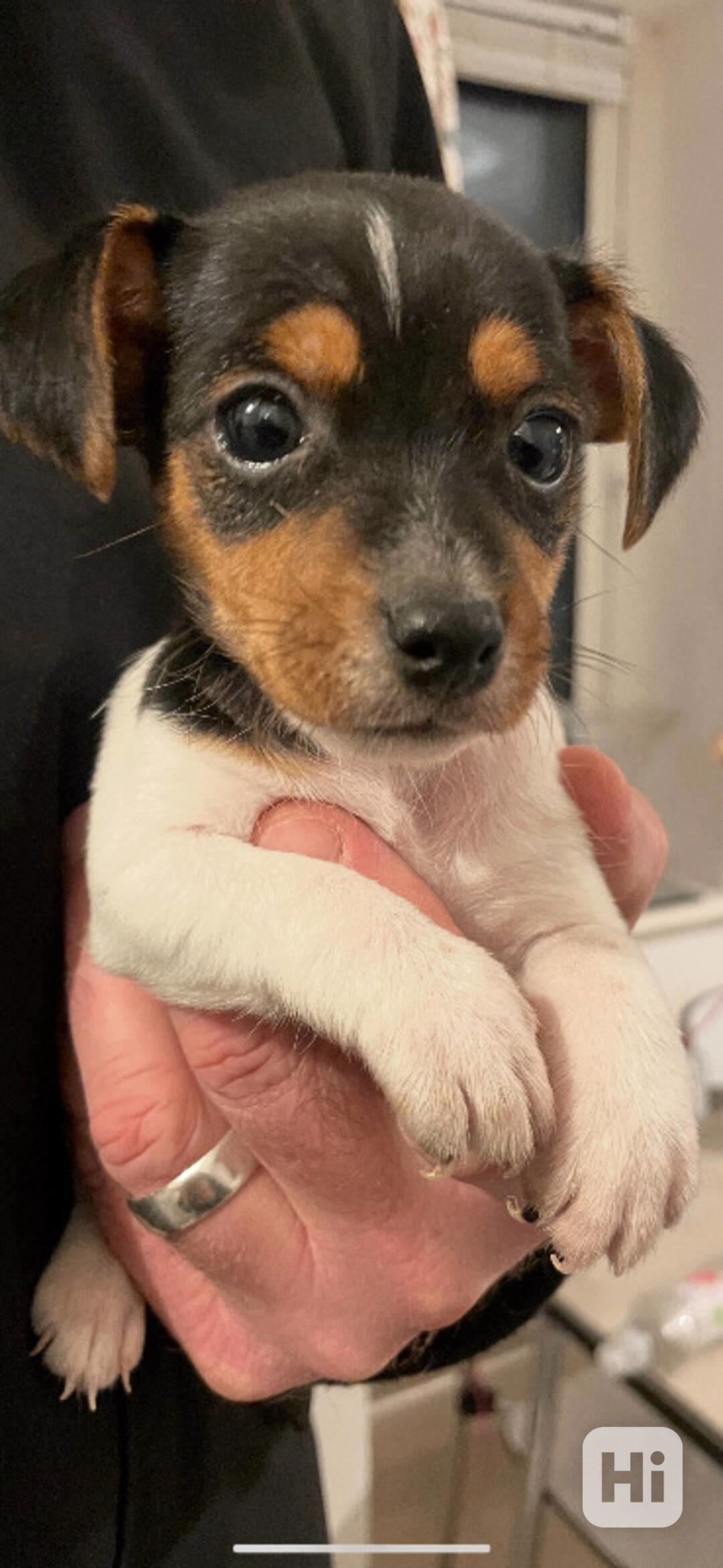 Výhodné-poslední 2 pejsci Jack Russell teriéra s PP k odběru - foto 1