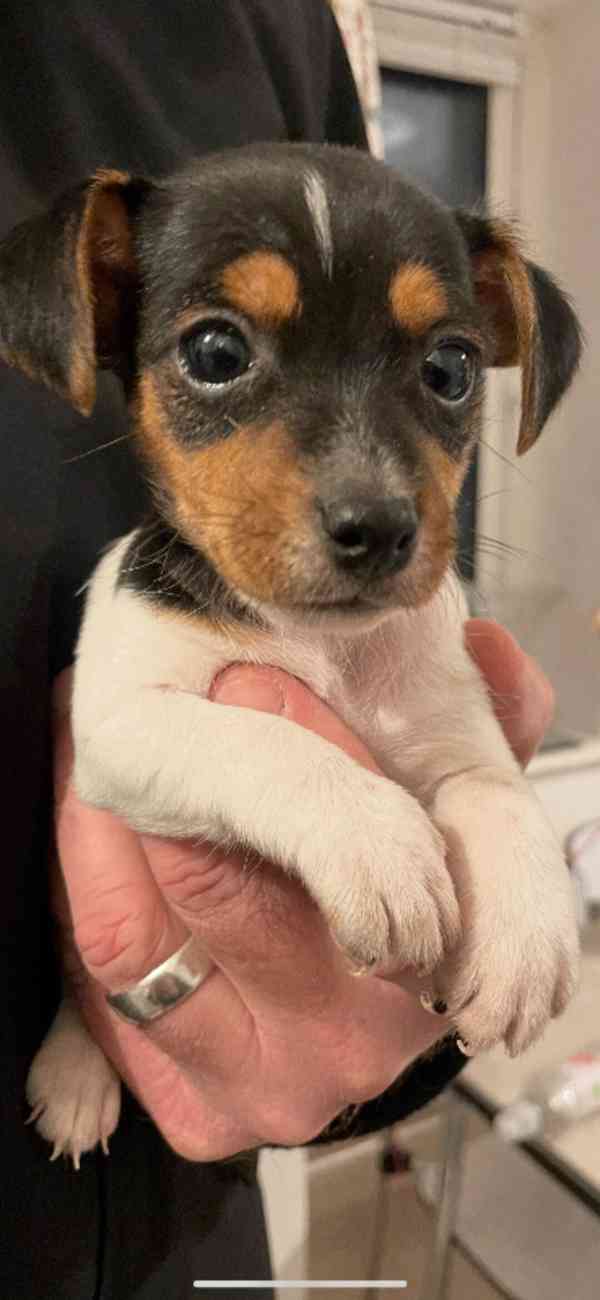 Výhodné-poslední 2 pejsci Jack Russell teriéra s PP k odběru