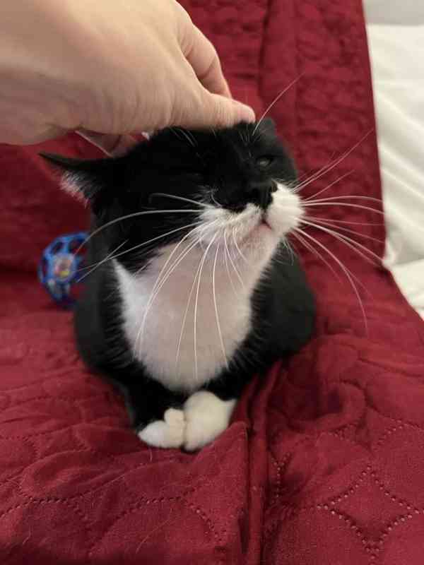 Hledáme milující domov pro černobílou kočičku Sabrinku - foto 1