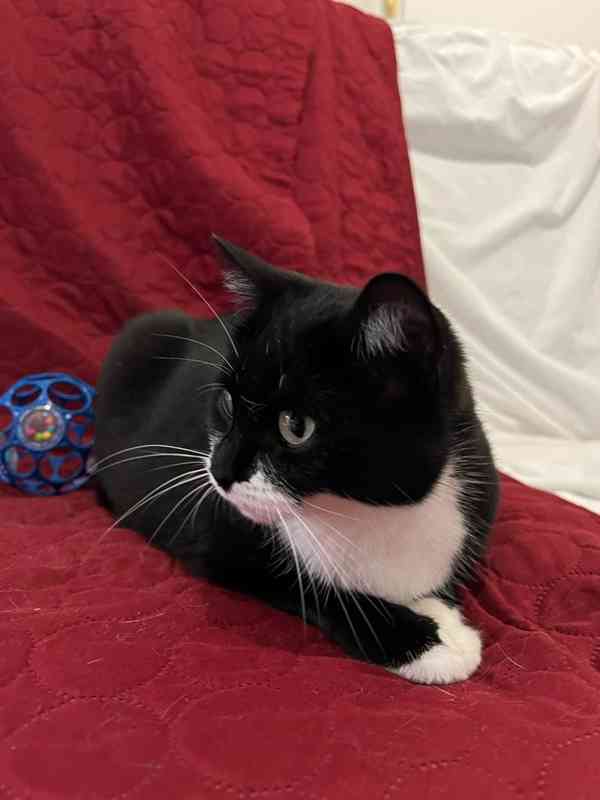 Hledáme milující domov pro černobílou kočičku Sabrinku - foto 3