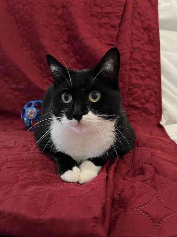 Hledáme milující domov pro černobílou kočičku Sabrinku - foto 2