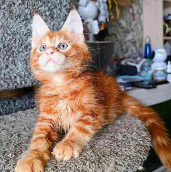 Roztomilá koťátka mainského mývalího plemene Aktuálně k adop - foto 1