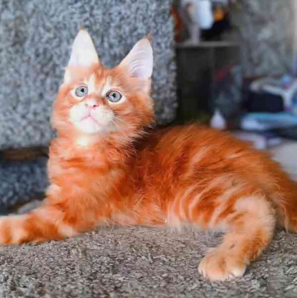 Roztomilá koťátka mainského mývalího plemene Aktuálně k adop - foto 2