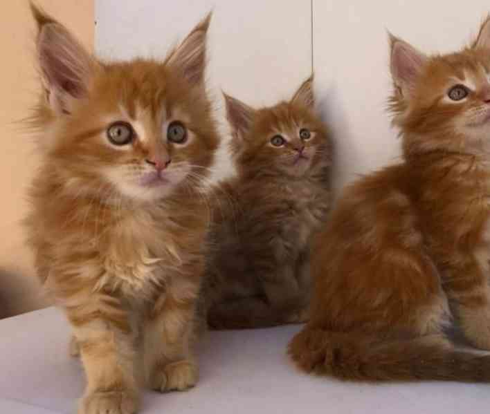 Roztomilá koťátka mainského mývalího plemene Aktuálně k adop - foto 3