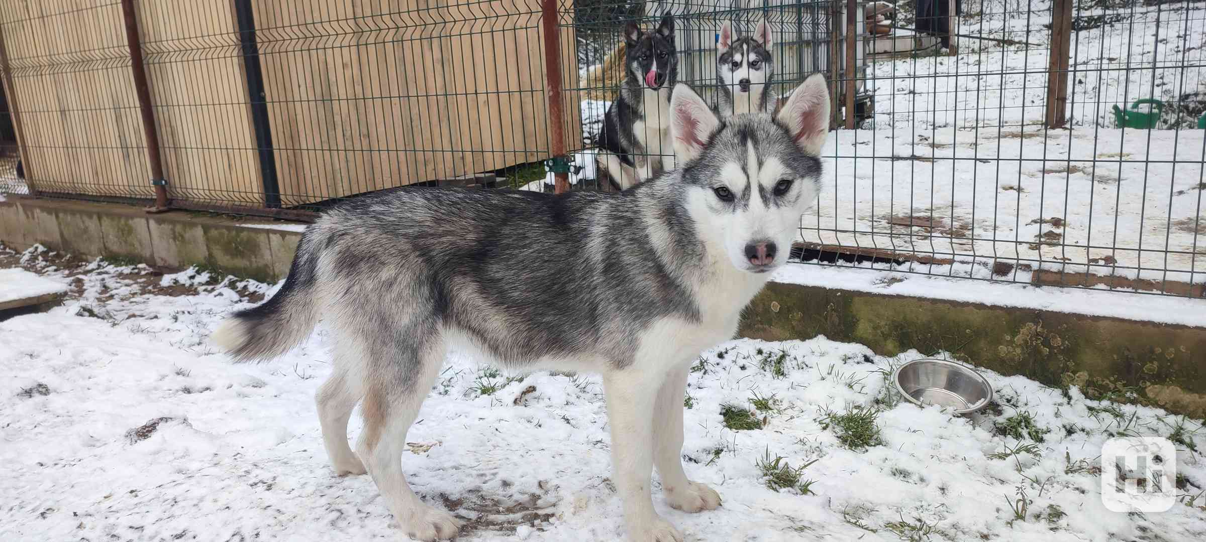 Sibiřský husky  - foto 1