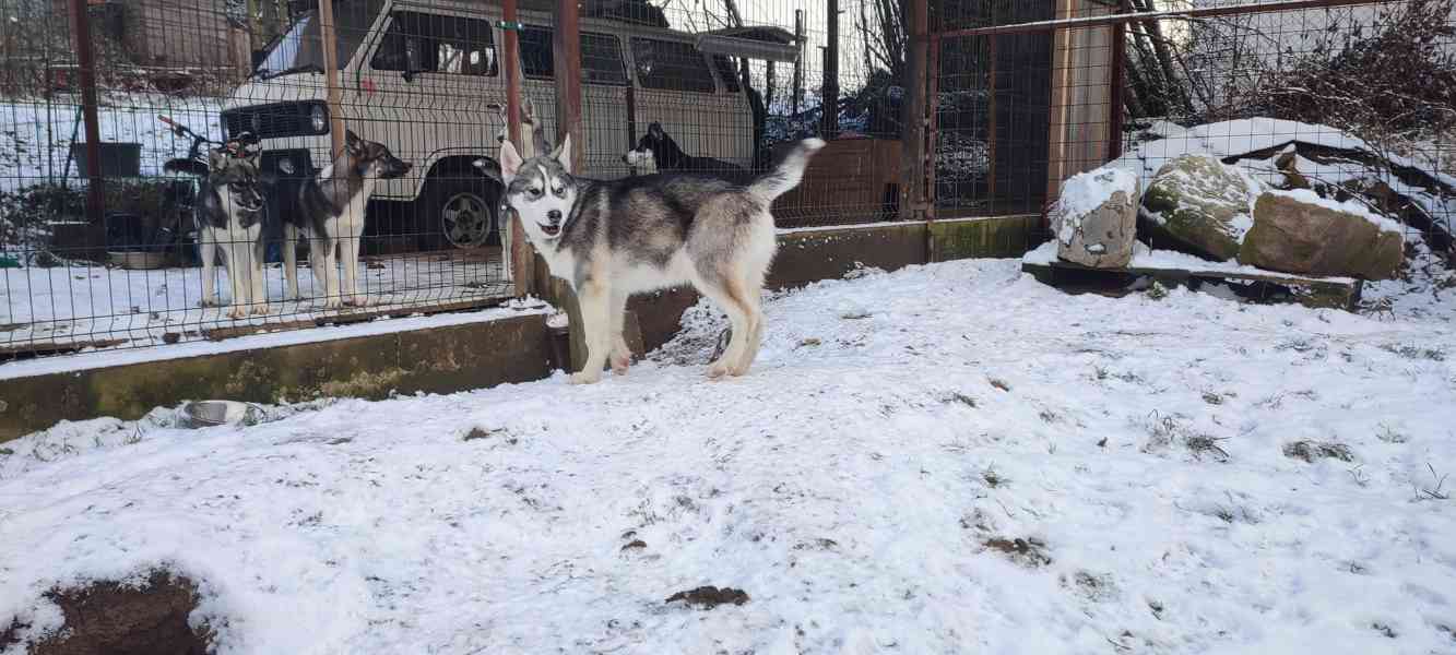 Sibiřský husky  - foto 7