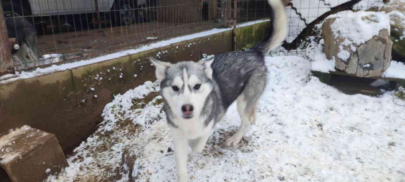 Sibiřský husky  - foto 3