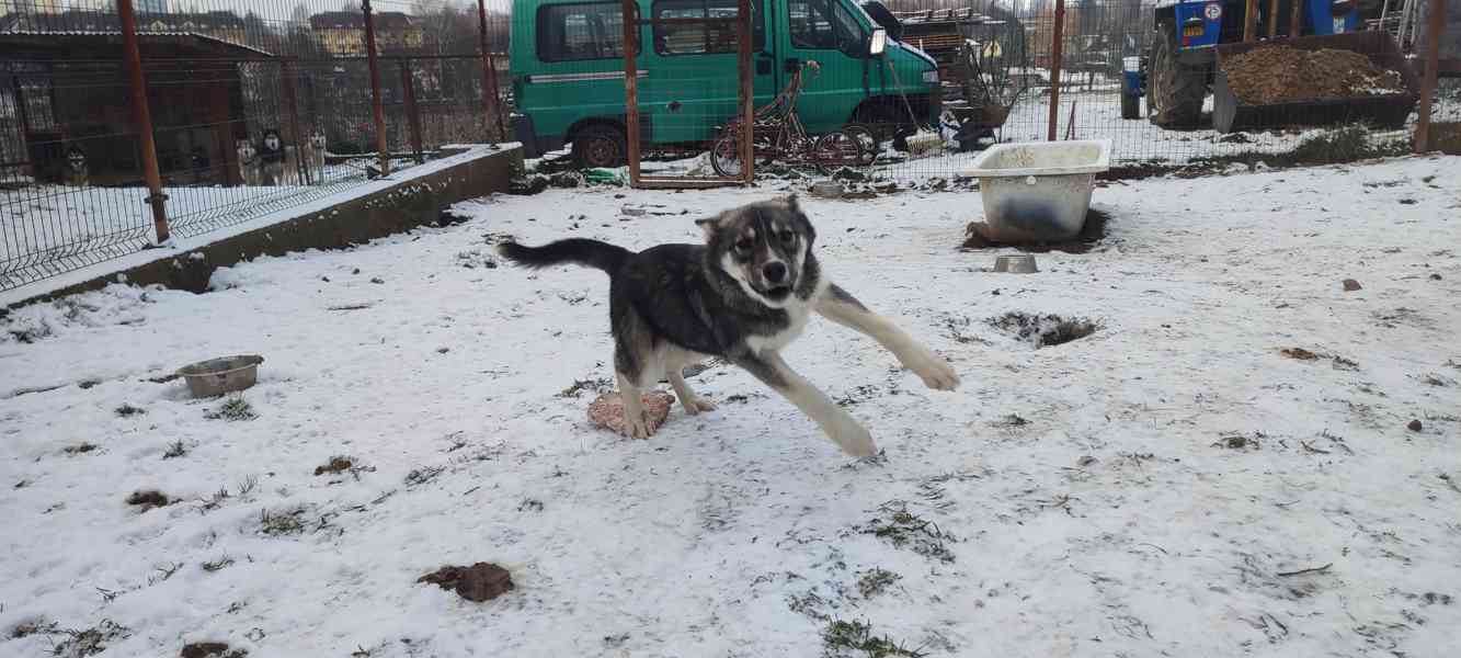 Sibiřský husky  - foto 6