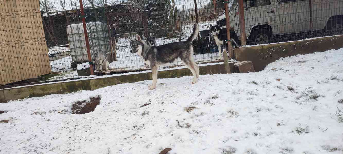 Sibiřský husky  - foto 5