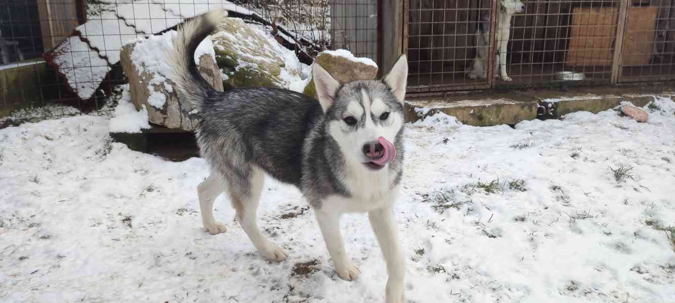 Sibiřský husky  - foto 2