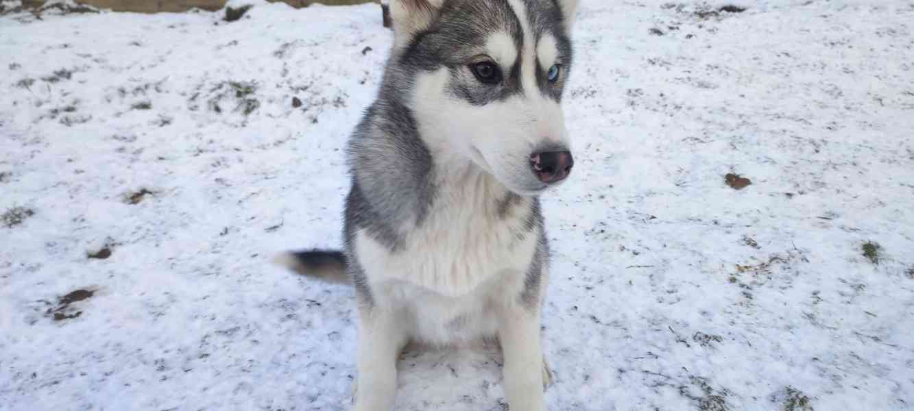 Sibiřský husky  - foto 9