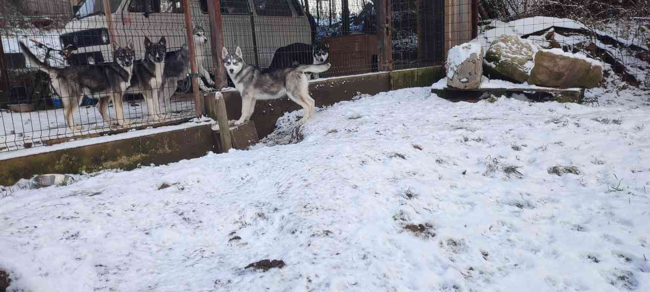 Sibiřský husky  - foto 8