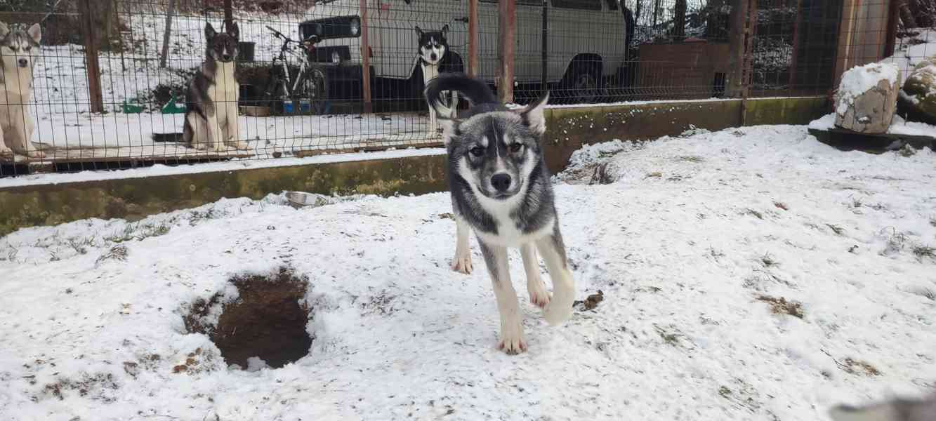 Sibiřský husky  - foto 4