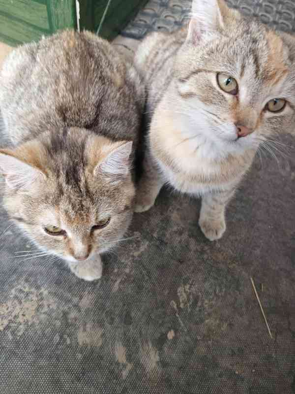 Kotata - foto 1