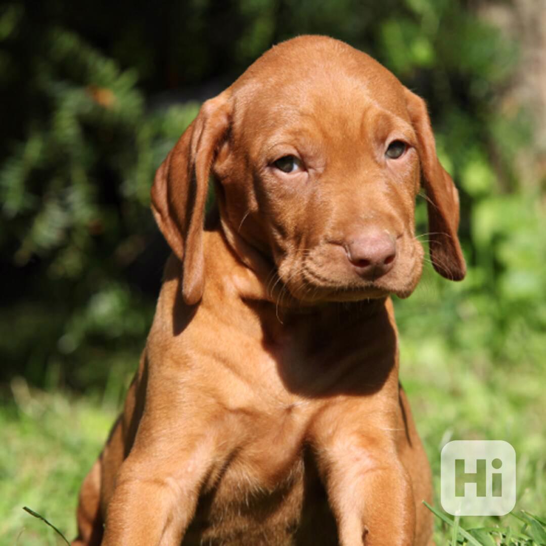 Maďarská štěňata Vizsla na prodej - foto 1