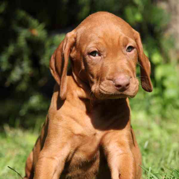 Maďarská štěňata Vizsla na prodej - foto 1