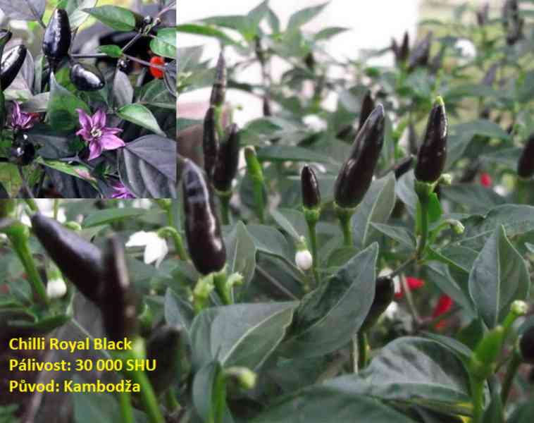 Rostlina chilli Royal Black - foto 1