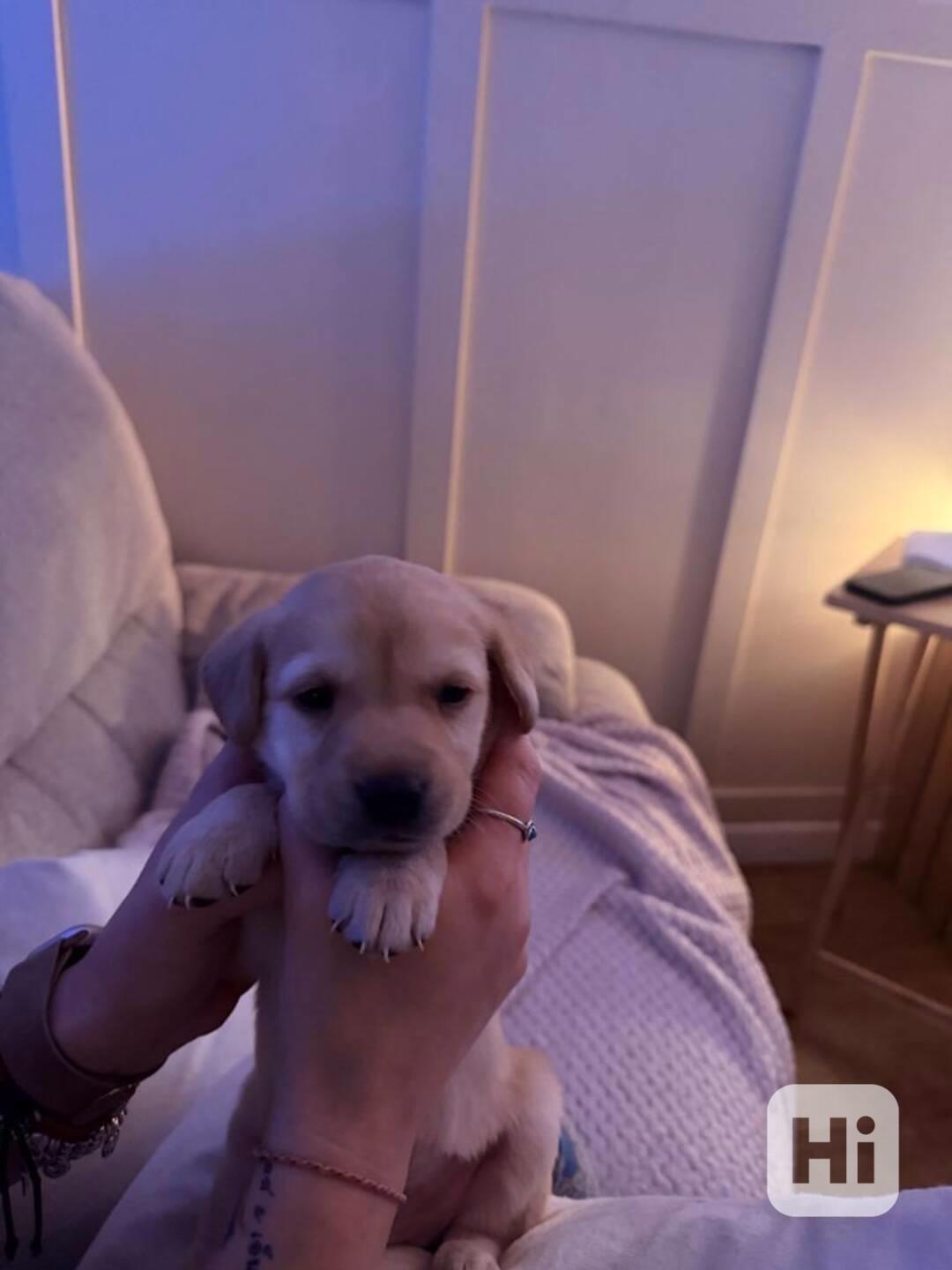  Labradorský retrívr  3 fenky a 1 pejsek - foto 1