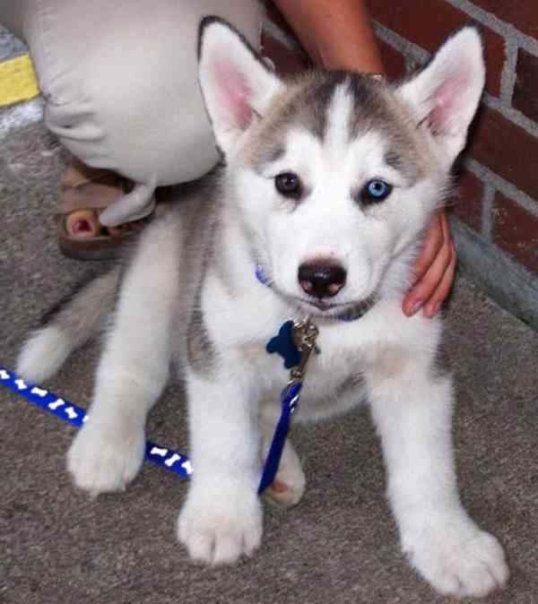 Štěňátka černobílý sibiřský husky - foto 2