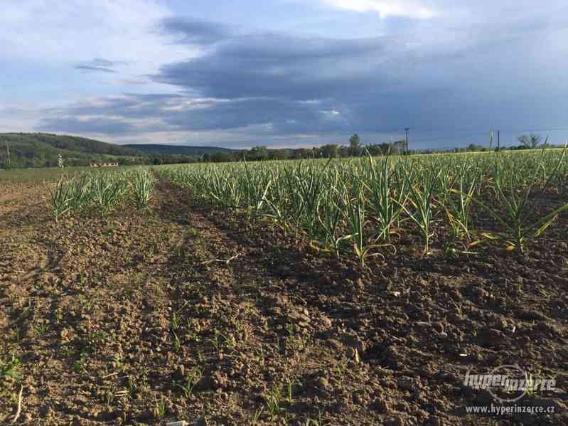 Pálivý domácí česnek Rusák, Dukát, Vekan a Lukan - foto 4